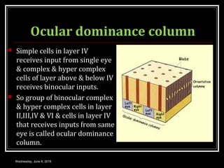 Hypercomplex Cell NEUROPHYSIOLOGY OF VISION | PPT