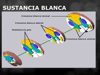 SUSTANCIA BLANCA
 