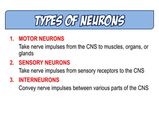 1. MOTOR NEURONS
Take nerve impulses from the CNS to muscles, organs, or
glands
2. SENSORY NEURONS
Take nerve impulses from sensory receptors to the CNS
3. INTERNEURONS
Convey nerve impulses between various parts of the CNS
 