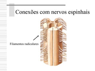 Conexões com nervos espinhais
Filamentos radiculares
 