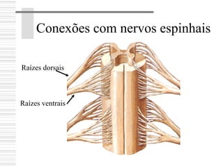 Conexões com nervos espinhais
Raízes dorsais
Raízes ventrais
 