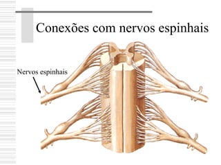 Conexões com nervos espinhais
Nervos espinhais
 