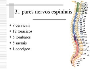 31 pares nervos espinhais
8 cervicais
12 torácicos
5 lombares
5 sacrais
1 coccígeo
 
