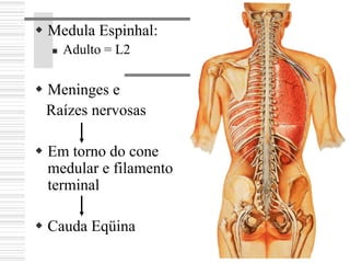 Medula Espinhal:
Adulto = L2
Meninges e
Raízes nervosas
Em torno do cone
medular e filamento
terminal
Cauda Eqüina
 