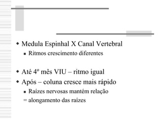 Medula Espinhal X Canal Vertebral
Ritmos crescimento diferentes
Até 4º mês VIU – ritmo igual
Após – coluna cresce mais rápido
Raízes nervosas mantém relação
= alongamento das raízes
 
