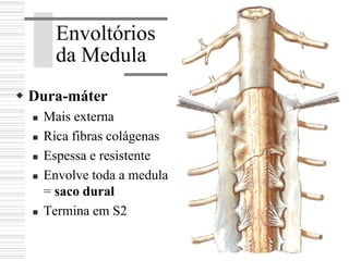 Envoltórios
da Medula
Dura-máter
Mais externa
Rica fibras colágenas
Espessa e resistente
Envolve toda a medula
= saco dural
Termina em S2
 