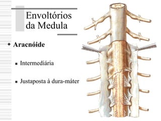 Envoltórios
da Medula
Aracnóide
Intermediária
Justaposta à dura-máter
 