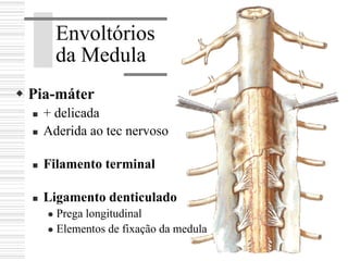 Envoltórios
da Medula
Pia-máter
+ delicada
Aderida ao tec nervoso
Filamento terminal
Ligamento denticulado
Prega longitudinal
Elementos de fixação da medula
 