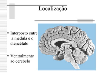 Localização
Interposto entre
a medula e o
diencéfalo
Ventralmente
ao cerebelo
 
