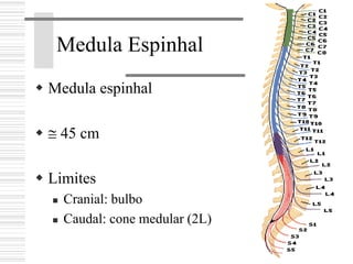 Medula Espinhal
Medula espinhal
≅ 45 cm
Limites
Cranial: bulbo
Caudal: cone medular (2L)
 