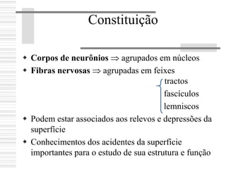 Constituição
Corpos de neurônios ⇒ agrupados em núcleos
Fibras nervosas ⇒ agrupadas em feixes
tractos
fascículos
lemniscos
Podem estar associados aos relevos e depressões da
superfície
Conhecimentos dos acidentes da superfície
importantes para o estudo de sua estrutura e função
 