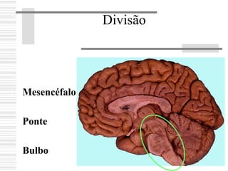 Divisão
Mesencéfalo
Ponte
Bulbo
 