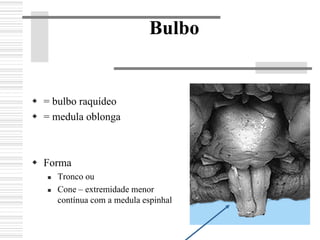 Bulbo
= bulbo raquídeo
= medula oblonga
Forma
Tronco ou
Cone – extremidade menor
contínua com a medula espinhal
 
