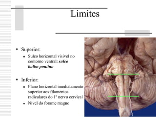 Limites
Superior:
Sulco horizontal visível no
contorno ventral: sulco
bulbo-pontino
Inferior:
Plano horizontal imediatamente
superior aos filamentos
radiculares do 1º nervo cervical
Nível do forame magno
 
