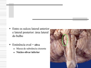 Entre os sulcos lateral anterior
e lateral posterior: área lateral
do bulbo
Eminência oval = oliva
Massa de substância cinzenta
Núcleo olivar inferior
 