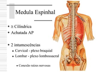 ≅ Cilíndrica
Achatada AP
2 intumescências
Cervical - plexo braquial
Lombar - plexo lombossacral
Conexão raízes nervosas
Medula Espinhal
 