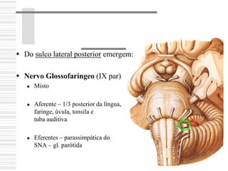 Do sulco lateral posterior emergem:
Nervo Glossofaríngeo (IX par)
Misto
Aferente – 1/3 posterior da língua,
faringe, úvula, tonsila e
tuba auditiva
Eferentes – parassimpática do
SNA – gl. parótida
 