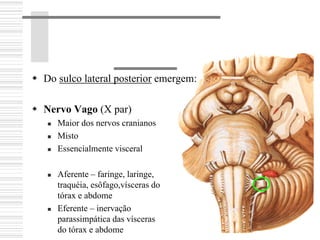 Do sulco lateral posterior emergem:
Nervo Vago (X par)
Maior dos nervos cranianos
Misto
Essencialmente visceral
Aferente – faringe, laringe,
traquéia, esôfago,vísceras do
tórax e abdome
Eferente – inervação
parassimpática das vísceras
do tórax e abdome
 