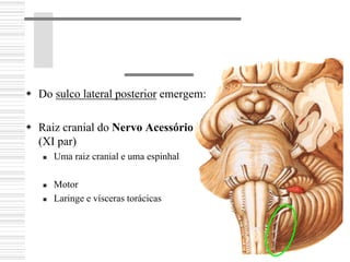 Do sulco lateral posterior emergem:
Raiz cranial do Nervo Acessório
(XI par)
Uma raiz cranial e uma espinhal
Motor
Laringe e vísceras torácicas
 