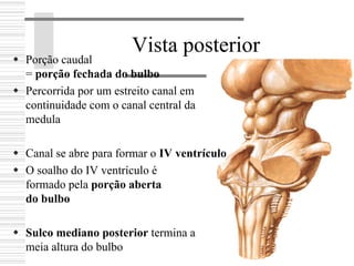 Vista posterior
Porção caudal
= porção fechada do bulbo
Percorrida por um estreito canal em
continuidade com o canal central da
medula
Canal se abre para formar o IV ventrículo
O soalho do IV ventrículo é
formado pela porção aberta
do bulbo
Sulco mediano posterior termina a
meia altura do bulbo
 