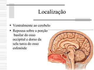 Localização
Ventralmente ao cerebelo
Repousa sobre a porção
basilar do osso
occipital e dorso da
sela turca do osso
esfenóide
 
