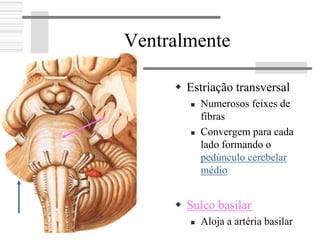 Ventralmente
Estriação transversal
Numerosos feixes de
fibras
Convergem para cada
lado formando o
pedúnculo cerebelar
médio
Sulco basilar
Aloja a artéria basilar
 