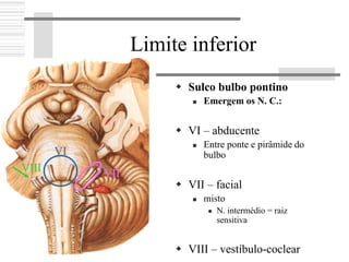 Limite inferior
Sulco bulbo pontino
Emergem os N. C.:
VI – abducente
Entre ponte e pirâmide do
bulbo
VII – facial
misto
N. intermédio = raiz
sensitiva
VIII – vestíbulo-coclear
VI
VIIVIII
 