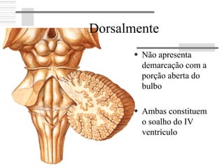 Não apresenta
demarcação com a
porção aberta do
bulbo
Ambas constituem
o soalho do IV
ventrículo
Dorsalmente
 