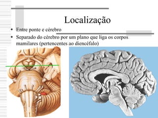 Localização
Entre ponte e cérebro
Separado do cérebro por um plano que liga os corpos
mamilares (pertencentes ao diencéfalo)
 