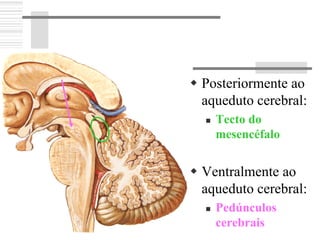 Posteriormente ao
aqueduto cerebral:
Tecto do
mesencéfalo
Ventralmente ao
aqueduto cerebral:
Pedúnculos
cerebrais
 