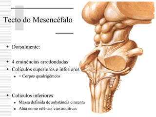 Tecto do Mesencéfalo
Dorsalmente:
4 eminências arredondadas
Colículos superiores e inferiores
= Corpos quadrigêmeos
Colículos inferiores
Massa definida de substância cinzenta
Atua como relé das vias auditivas
 