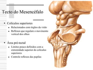 Colículos superiores
Relacionados com órgãos da visão
Reflexos que regulam o movimento
vertical dos olhos
Área pré-tectal
Limites pouco definidos com a
extremidade superior do colículos
superiores
Controle reflexos das pupilas
Tecto do Mesencéfalo
 