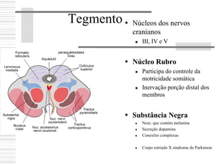 Tegmento Núcleos dos nervos
cranianos
III, IV e V
Núcleo Rubro
Participa do controle da
motricidade somática
Inervação porção distal dos
membros
Substância Negra
Neur. que contém melanina
Secreção dopamina
Conexões complexas
Corpo estriado X síndrome de Parkinson
 