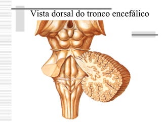 Vista dorsal do tronco encefálico
 