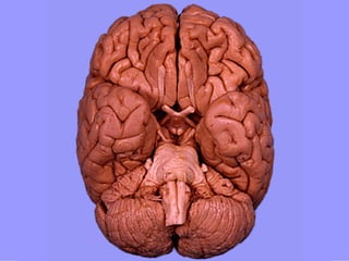 Anatomia Sistema Central