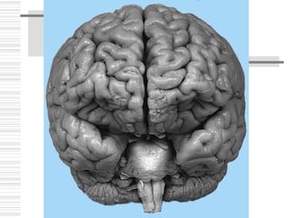 Anatomia Sistema Central
