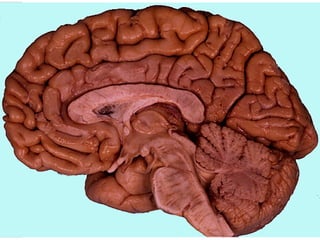 Anatomia Sistema Central