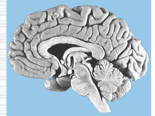 Anatomia Sistema Central