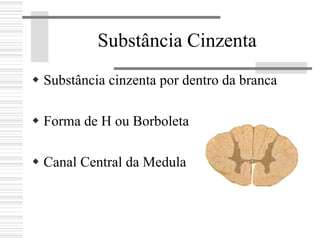 Substância Cinzenta
Substância cinzenta por dentro da branca
Forma de H ou Borboleta
Canal Central da Medula
 