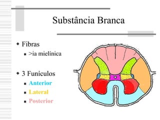Substância Branca
Fibras
>ia mielínica
3 Funículos
Anterior
Lateral
Posterior
 