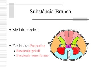 Substância Branca
Medula cervical
Funículos Posterior
Fascículo grácil
Fascículo cuneiforme
 