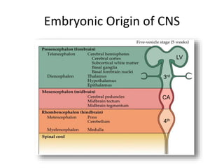 Embryonic Origin of CNS
LV
3rd
4th
CA
 