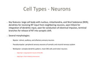 Cell Types - Neurons
Key features: large cell body with nucleus, mitochondria, and Nissl Substance (RER);
dendrites for receiving NT input from neighboring neurons, axon hillock for
integration of dendritic input, axon for conduction of electrical impulses, terminal
branches for release of NT into synaptic cleft.
Several morphologies:
Bipolar: retinal, auditory, and olfactory sensory neurons
Pseudounipolar: peripheral sensory neurons of somatic and visceral nervous system
Multipolar: complex dendritic pattern, most CNS cells and motor neurons
Golgi Type I: Long projection neurons of the CNS
Golgi Type II: Short inhibitory interneurons
 