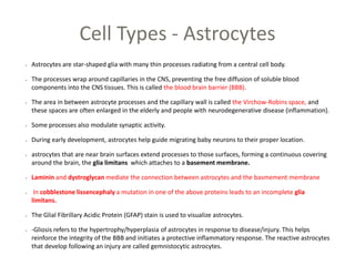 Cell Types - Astrocytes
Astrocytes are star-shaped glia with many thin processes radiating from a central cell body.
The processes wrap around capillaries in the CNS, preventing the free diffusion of soluble blood
components into the CNS tissues. This is called the blood brain barrier (BBB).
The area in between astrocyte processes and the capillary wall is called the Virchow-Robins space, and
these spaces are often enlarged in the elderly and people with neurodegenerative disease (inflammation).
Some processes also modulate synaptic activity.
During early development, astrocytes help guide migrating baby neurons to their proper location.
astrocytes that are near brain surfaces extend processes to those surfaces, forming a continuous covering
around the brain, the glia limitans which attaches to a basement membrane.
Laminin and dystroglycan mediate the connection between astrocytes and the basmement membrane
In cobblestone lissencephaly a mutation in one of the above proteins leads to an incomplete glia
limitans.
The Glial Fibrillary Acidic Protein (GFAP) stain is used to visualize astrocytes.
-Gliosis refers to the hypertrophy/hyperplasia of astrocytes in response to disease/injury. This helps
reinforce the integrity of the BBB and initiates a protective inflammatory response. The reactive astrocytes
that develop following an injury are called gemnistocytic astrocytes.
 