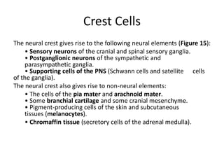 Crest Cells
The neural crest gives rise to the following neural elements (Figure 15):
• Sensory neurons of the cranial and spinal sensory ganglia.
• Postganglionic neurons of the sympathetic and
parasympathetic ganglia.
• Supporting cells of the PNS (Schwann cells and satellite cells
of the ganglia).
The neural crest also gives rise to non-neural elements:
• The cells of the pia mater and arachnoid mater.
• Some branchial cartilage and some cranial mesenchyme.
• Pigment-producing cells of the skin and subcutaneous
tissues (melanocytes).
• Chromaffin tissue (secretory cells of the adrenal medulla).
 