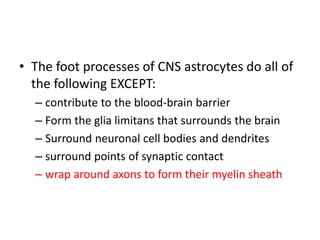 • The foot processes of CNS astrocytes do all of
the following EXCEPT:
– contribute to the blood-brain barrier
– Form the glia limitans that surrounds the brain
– Surround neuronal cell bodies and dendrites
– surround points of synaptic contact
– wrap around axons to form their myelin sheath
 