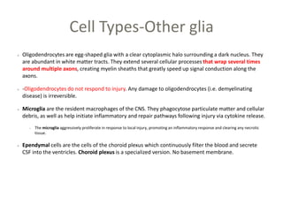 Cell Types-Other glia
Oligodendrocytes are egg-shaped glia with a clear cytoplasmic halo surrounding a dark nucleus. They
are abundant in white matter tracts. They extend several cellular processes that wrap several times
around multiple axons, creating myelin sheaths that greatly speed up signal conduction along the
axons.
-Oligodendrocytes do not respond to injury. Any damage to oligodendrocytes (i.e. demyelinating
disease) is irreversible.
Microglia are the resident macrophages of the CNS. They phagocytose particulate matter and cellular
debris, as well as help initiate inflammatory and repair pathways following injury via cytokine release.
The microglia aggressively proliferate in response to local injury, promoting an inflammatory response and clearing any necrotic
tissue.
Ependymal cells are the cells of the choroid plexus which continuously filter the blood and secrete
CSF into the ventricles. Choroid plexus is a specialized version. No basement membrane.
 