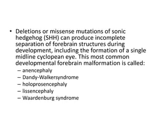 • Deletions or missense mutations of sonic
hedgehog (SHH) can produce incomplete
separation of forebrain structures during
development, including the formation of a single
midline cyclopean eye. This most common
developmental forebrain malformation is called:
– anencephaly
– Dandy-Walkersyndrome
– holoprosencephaly
– lissencephaly
– Waardenburg syndrome
 
