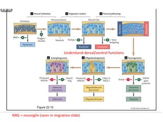 Understand dorsal/ventral functions
NRG = neureglin (seen in migration slide)
 