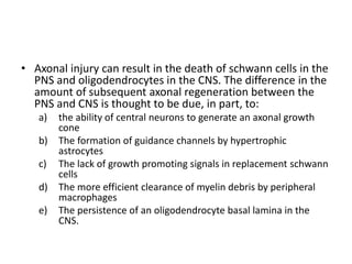 • Axonal injury can result in the death of schwann cells in the
PNS and oligodendrocytes in the CNS. The difference in the
amount of subsequent axonal regeneration between the
PNS and CNS is thought to be due, in part, to:
a) the ability of central neurons to generate an axonal growth
cone
b) The formation of guidance channels by hypertrophic
astrocytes
c) The lack of growth promoting signals in replacement schwann
cells
d) The more efficient clearance of myelin debris by peripheral
macrophages
e) The persistence of an oligodendrocyte basal lamina in the
CNS.
 